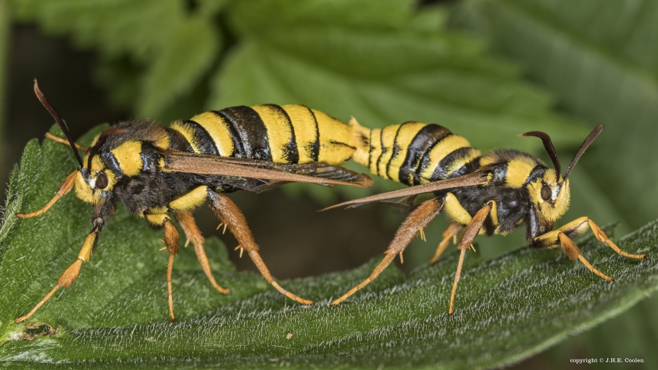 Hoornaarvlinder - Geleedpotigen - Hoornaarvlinder