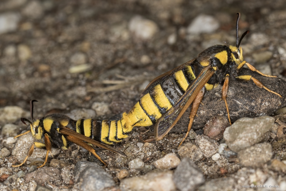 Hoornaarvlinder - Geleedpotigen - Hoornaarvlinder