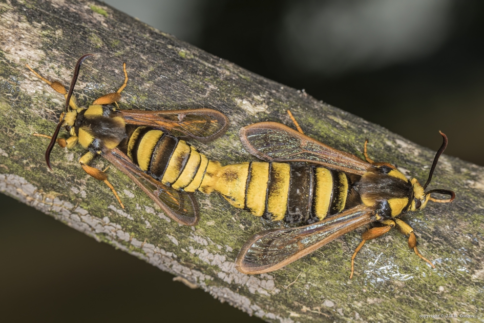 Hoornaarvlinder (Sesia apiformis) - Geleedpotigen - Hoornaarvlinder