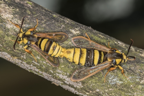 Hoornaarvlinder (Sesia apiformis)