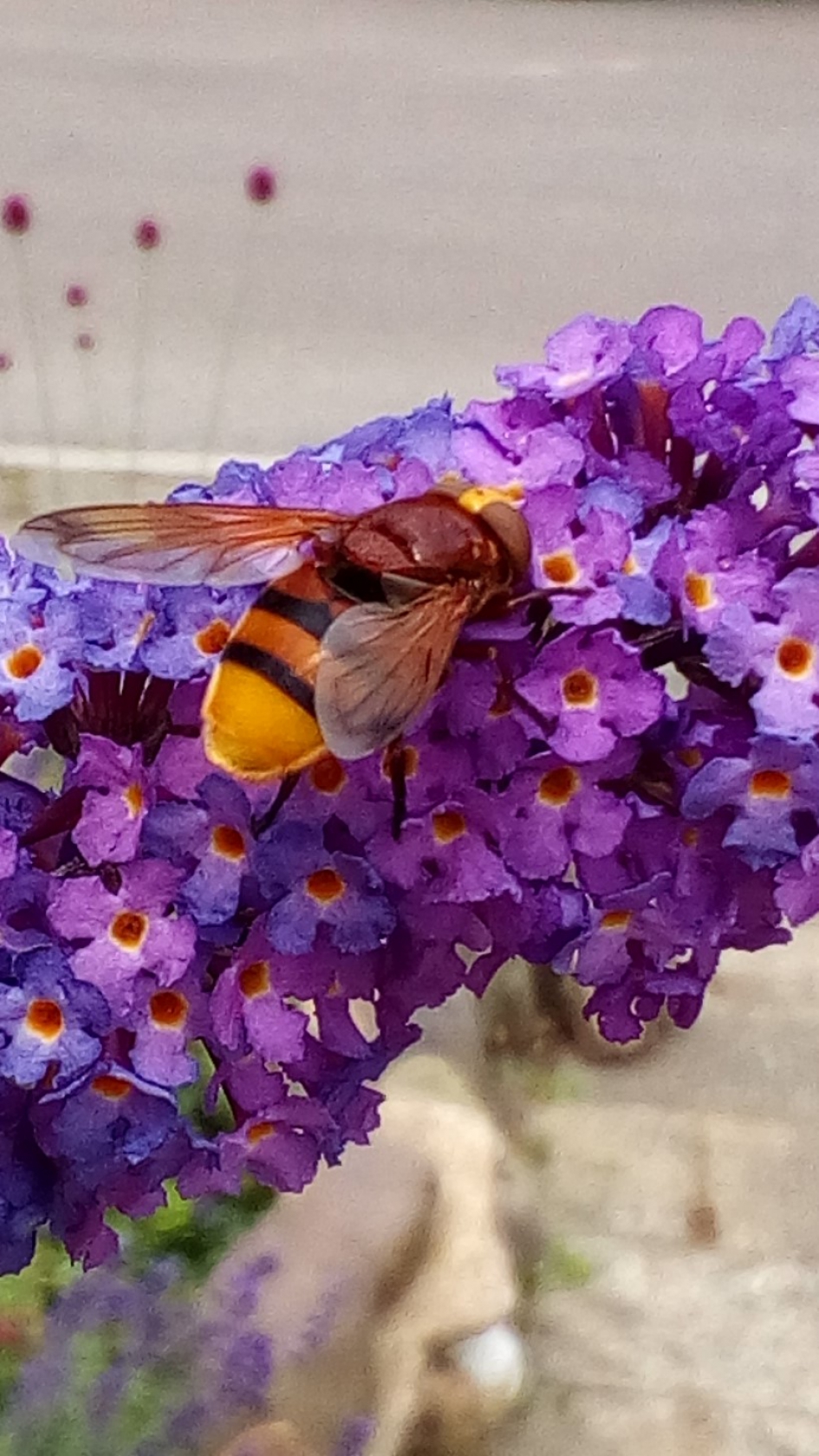 Hoornaarzweefvlieg. - Geleedpotigen - 