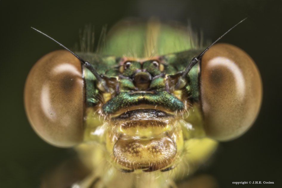 Houtpantserjuffer (Chalcolestes viridis) - Geleedpotigen - Houtpantserjuffer