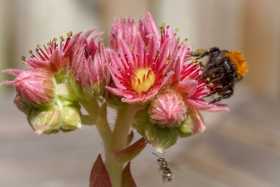 Huislook - Planten - Huislook