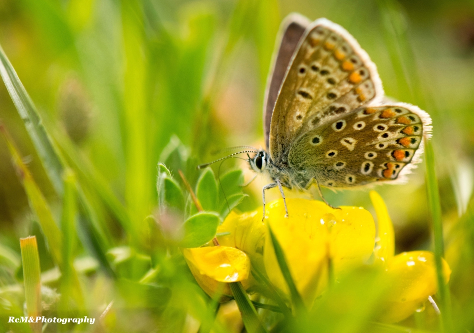 Icarusblauwtje. - Geleedpotigen - Icarusblauwtje.