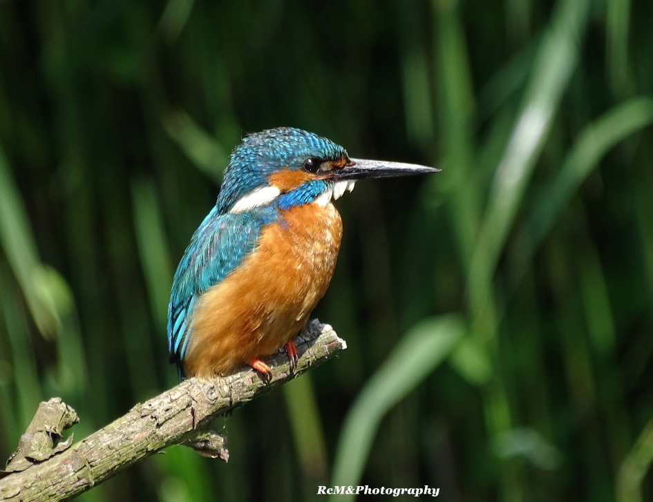 IJsvogel. - Vogels - IJsvogel.