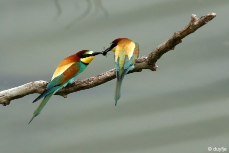 Ik heb een lekker hapje voor jou