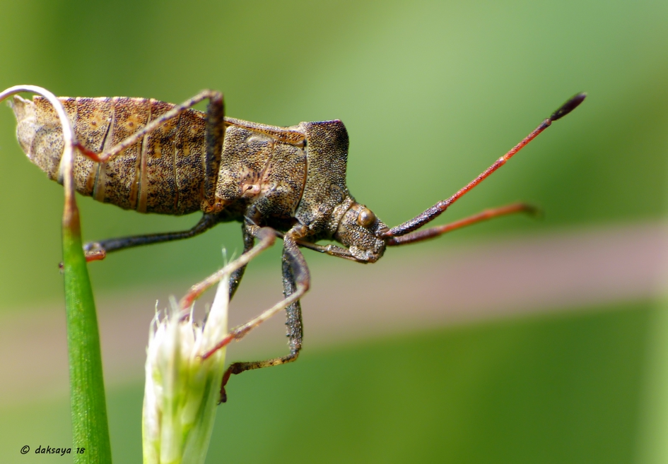 In balans - Geleedpotigen - Zuringwants