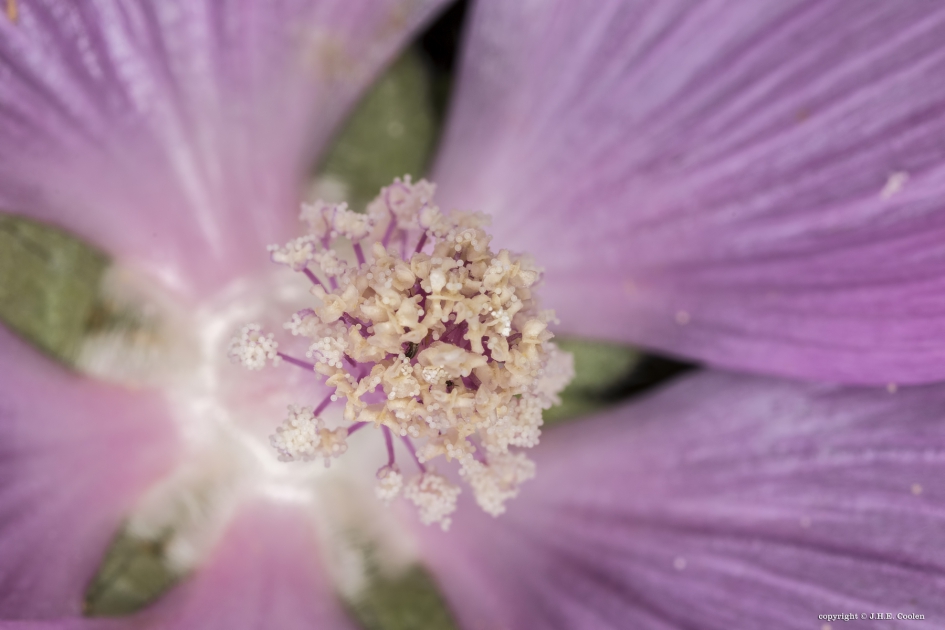 In de kern 1 - Planten - 