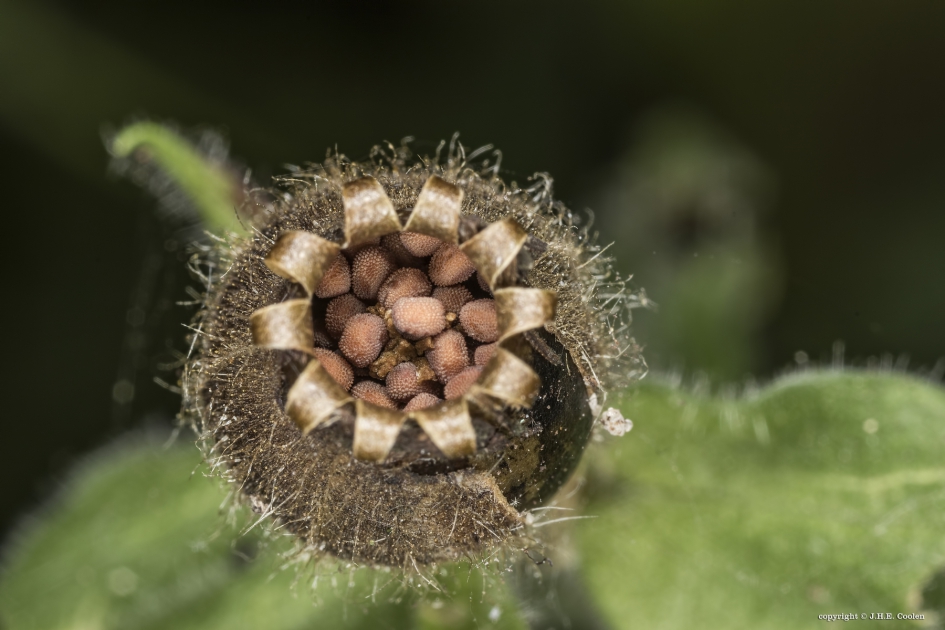 In de kern 2 - Planten - 