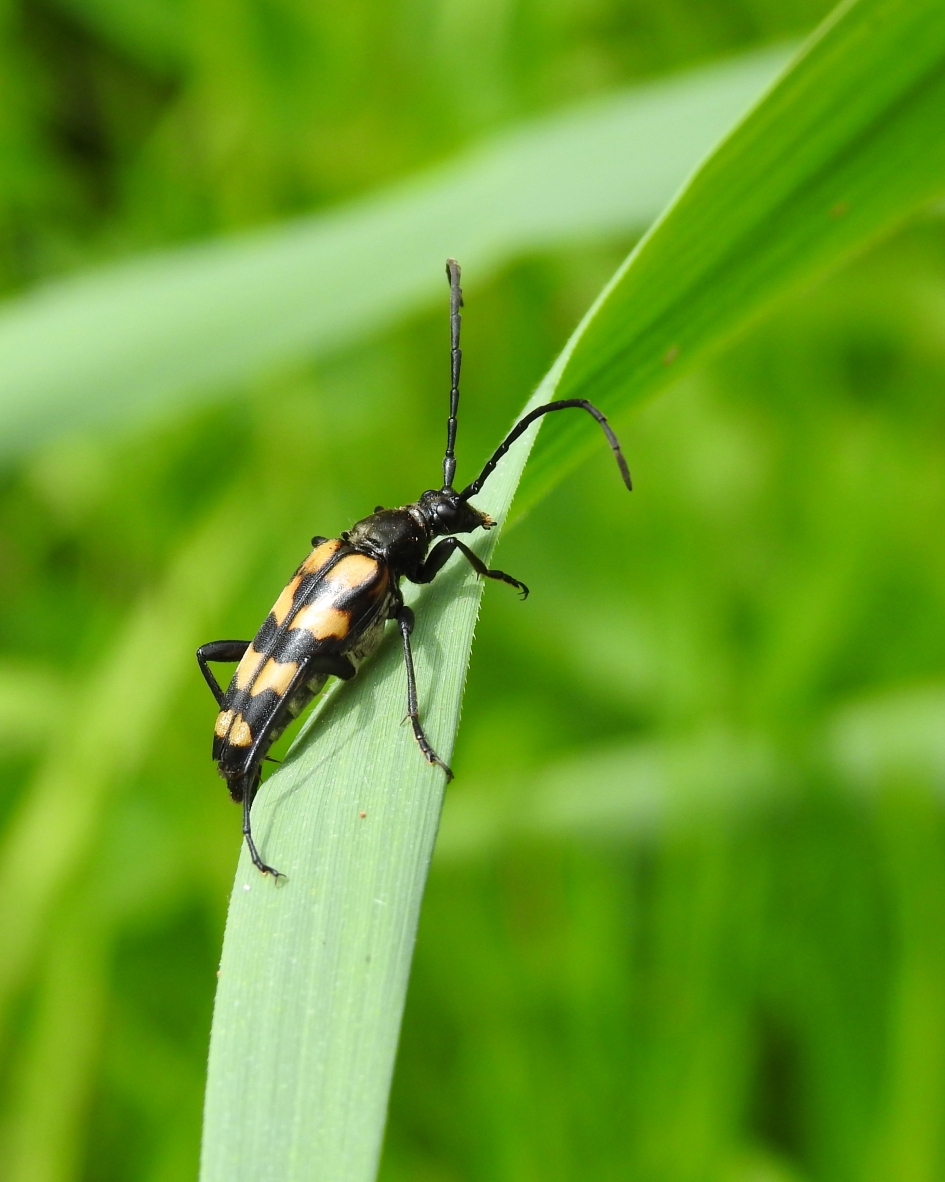 In vochtig terrein - Geleedpotigen - Gevlekte smalboktor