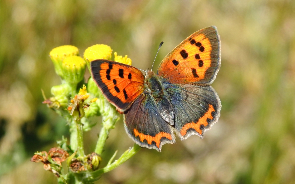 In vuur en vlam - Geleedpotigen - Kleine vuurvlinder