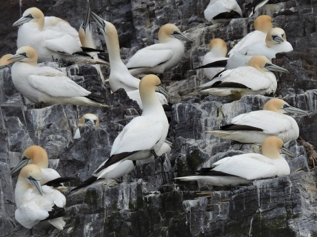 Jan van Genten tegen een steile wand geplakt