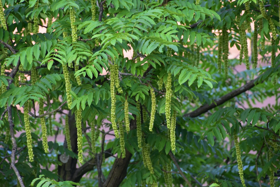 Japanse vleugelnoot - Planten - 