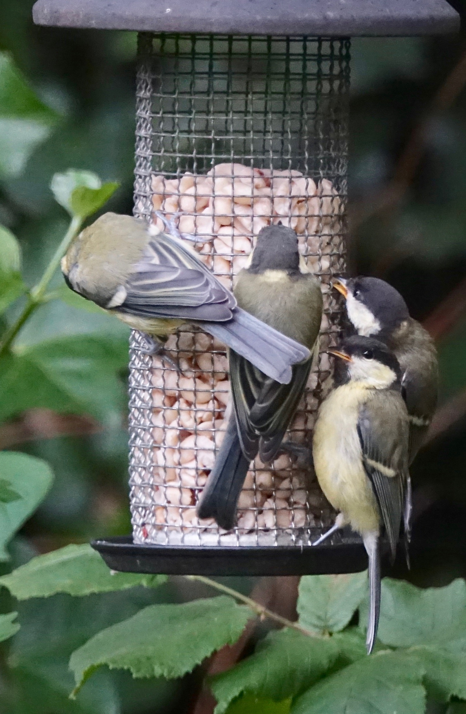 Jong geleerd - Vogels - Koolmees