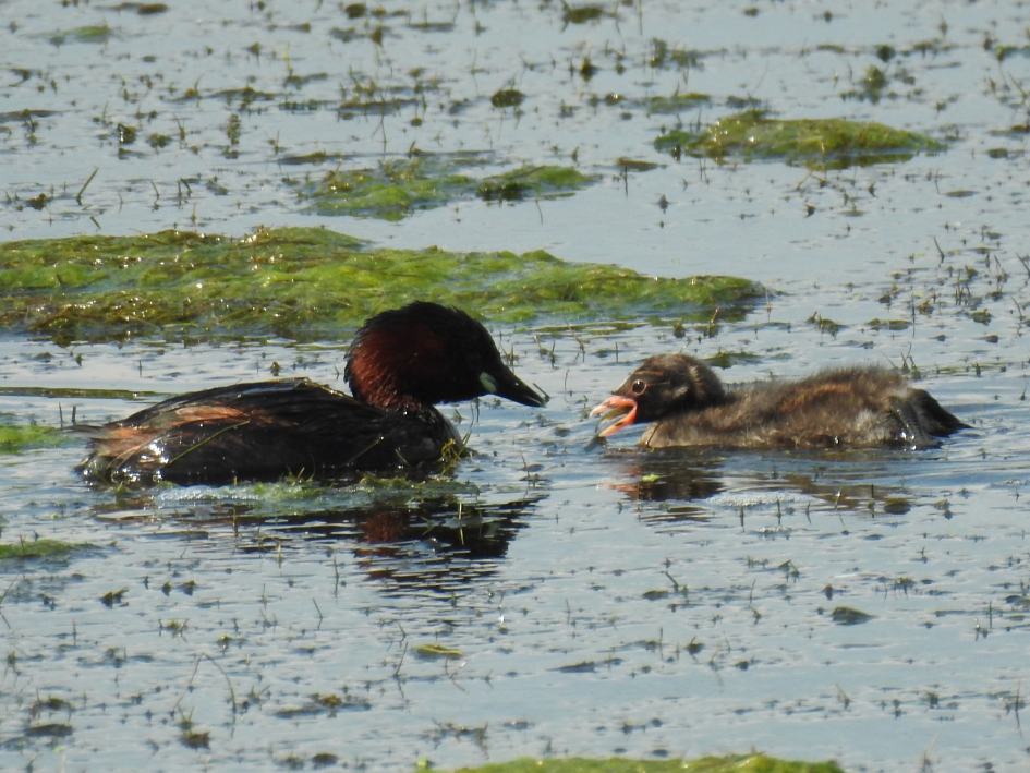 Jonge dodaars slikt ontvangen visje door. - Vogels - Dodaars