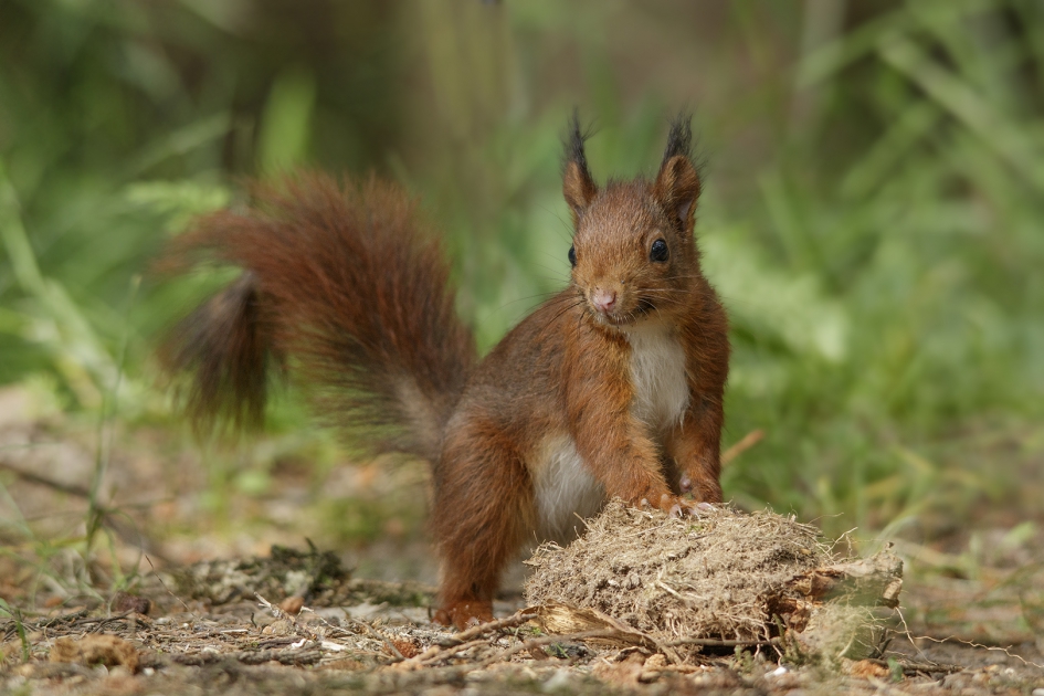 Jonge eekhoorn - Zoogdieren - Eekhoorn