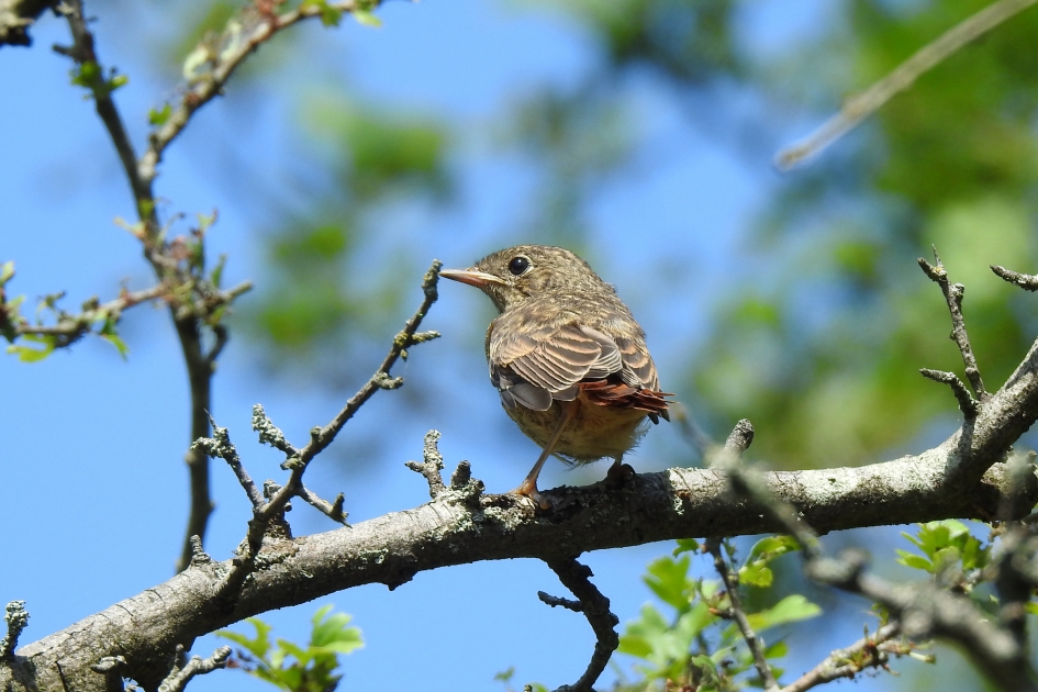 Jonge Gekraagde roodstaart - Vogels - Gekraagde roodstaart