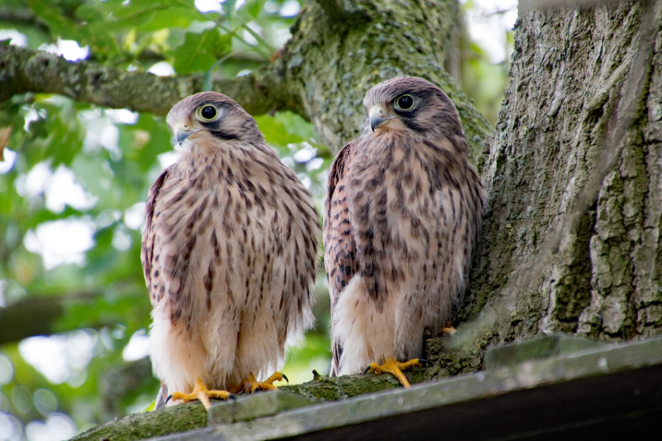 jonge Torenvalken - Vogels - Torenvalk
