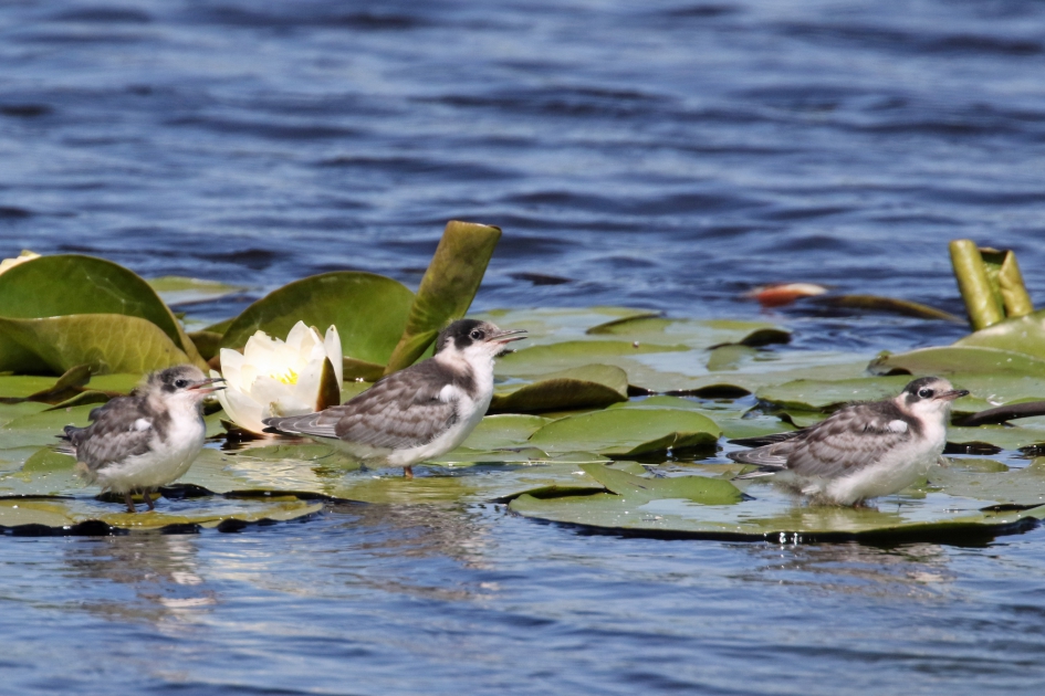 Jonge zwarte sterns (1) - Vogels - 
