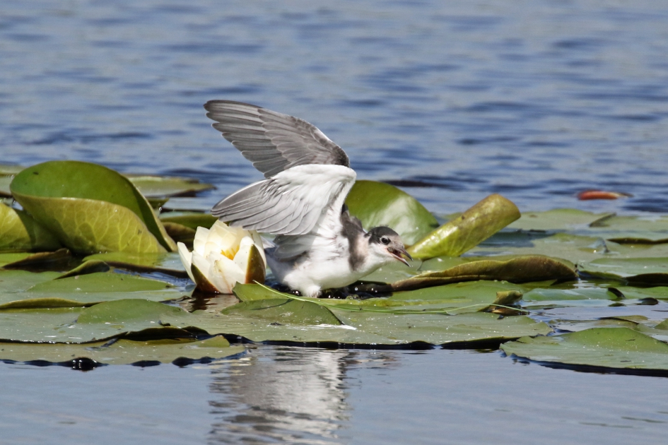 Jonge zwarte sterns (2) - Vogels - 