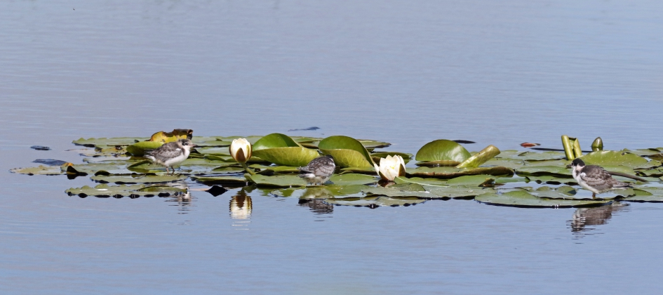 Jonge zwarte sterns (3) - Vogels - 
