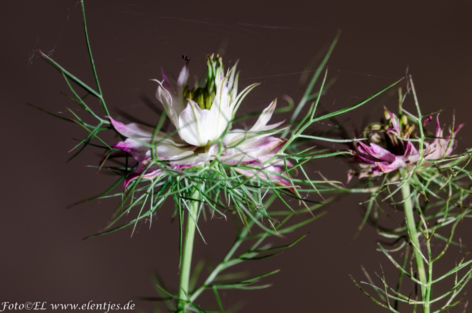 juffertje in 't groen - Planten - 