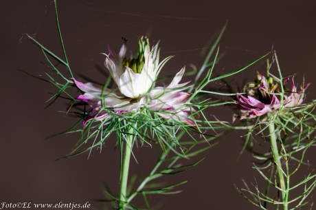 juffertje in 't groen