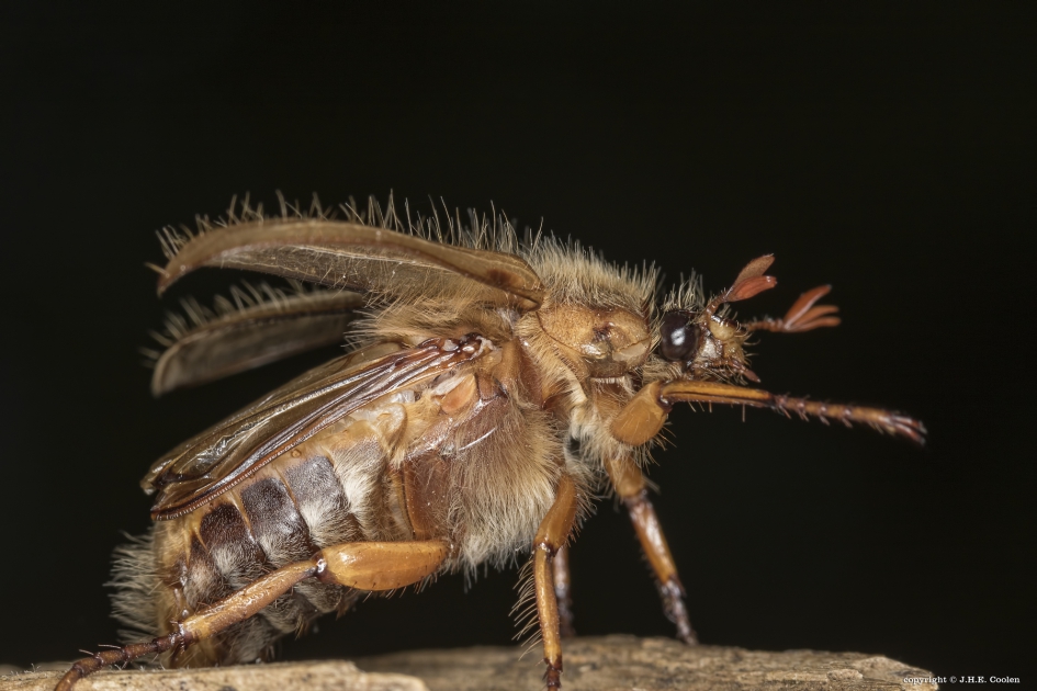 Junikever - Geleedpotigen - Junikever