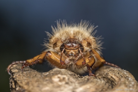 Junikever (Amphimallon solstitiale)