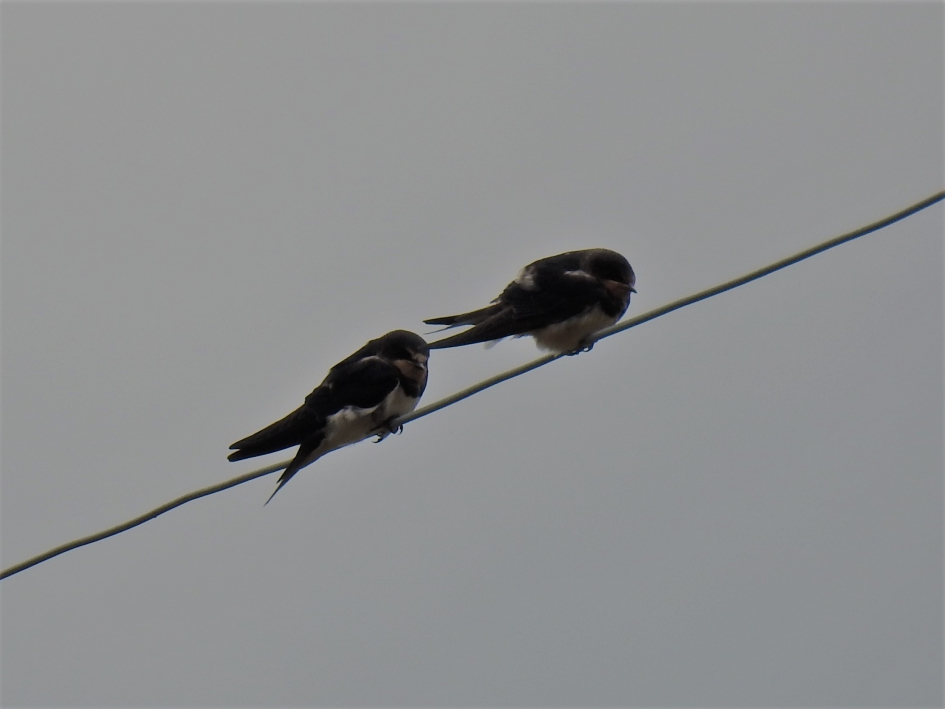 Juveniele boerenzwaluwen - Vogels - Boerenzwaluw