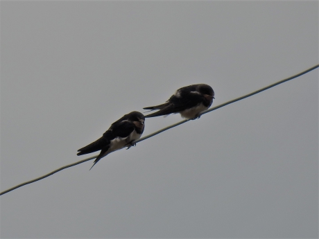 Juveniele boerenzwaluwen