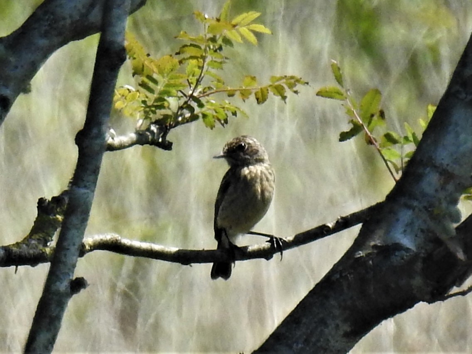 Juveniele Roodborsttapuit - Vogels - Boompieper