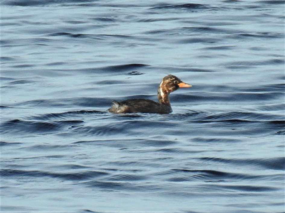 Juveniele dodaars - Vogels - Dodaars
