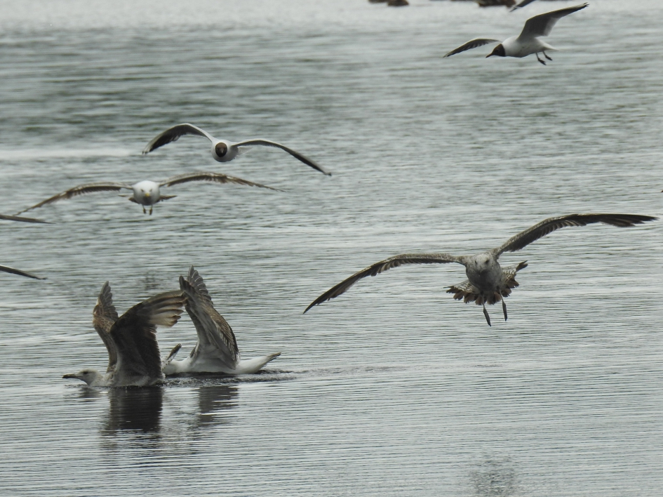 Juveniele mantelmeeuwen en kokmeeuwen in de vlucht. - Vogels - Kleine mantelmeeuw