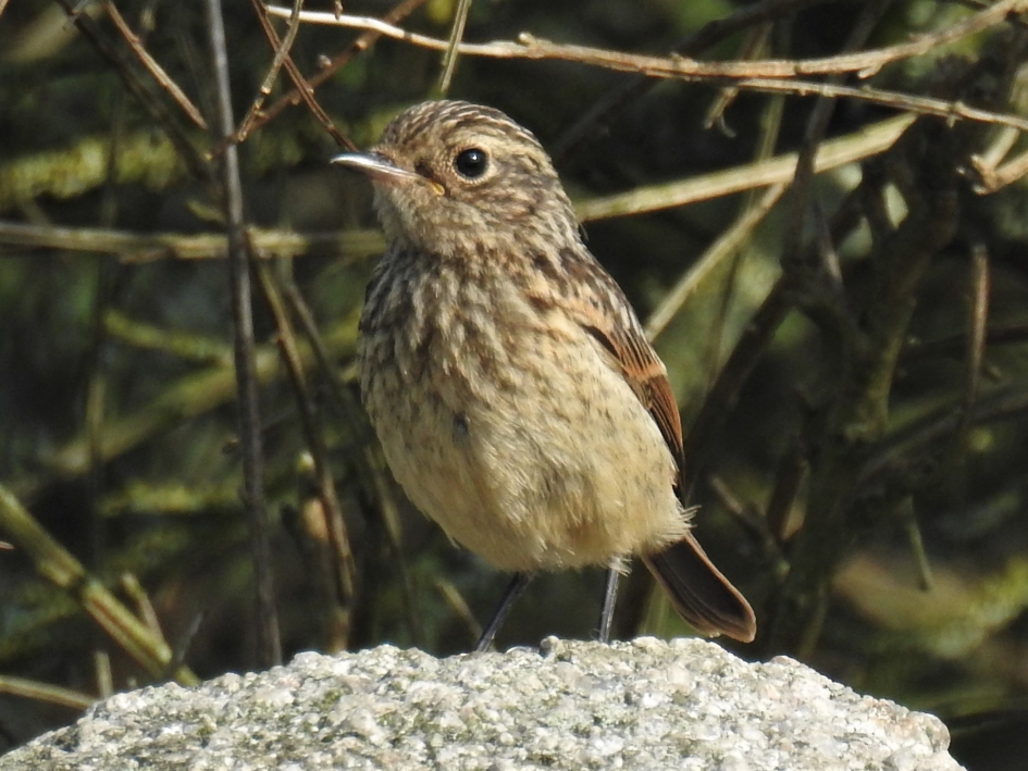 Juveniele Roodborsttapuit2 - Vogels - Roodborsttapuit
