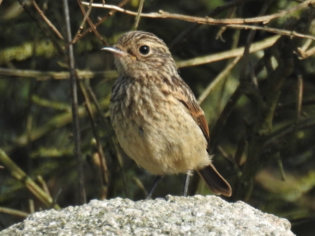 Juveniele Roodborsttapuit2