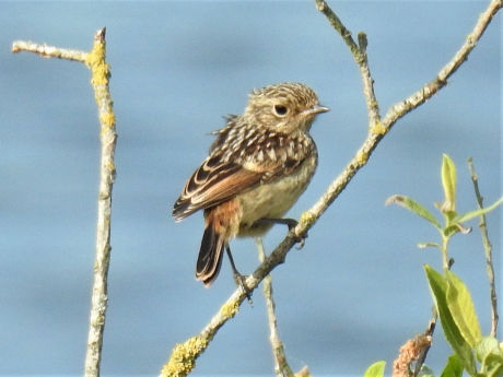 Juveniele Roodborsttapuit