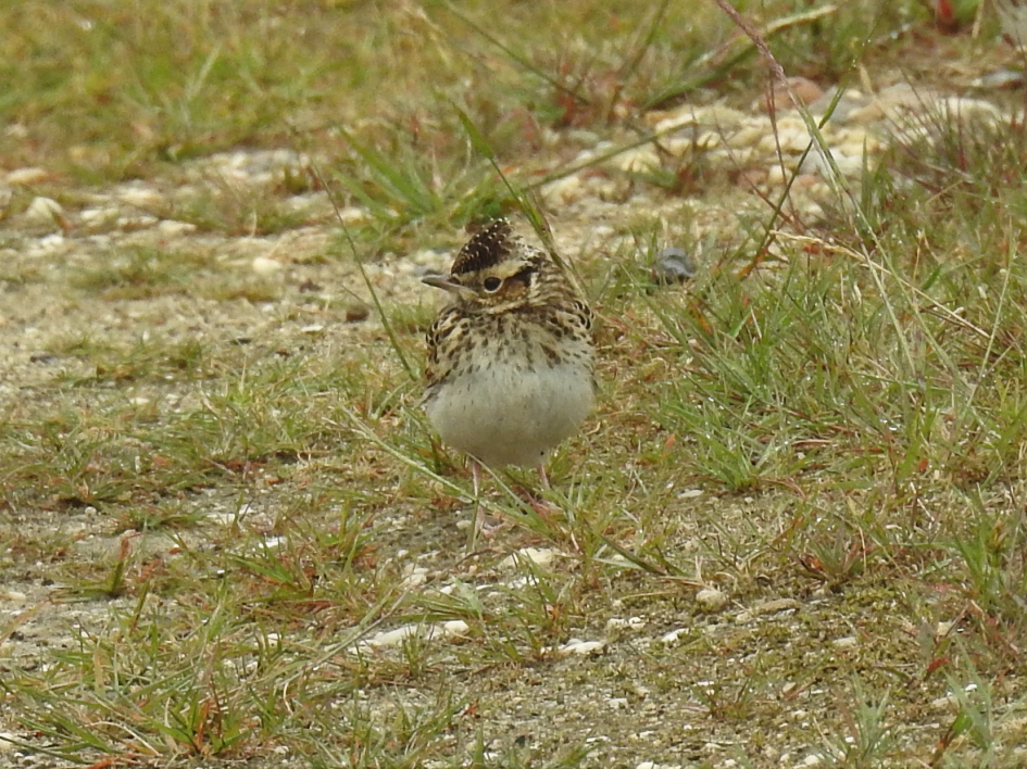 Juveniele veldleeuwerik - Vogels - Veldleeuwerik