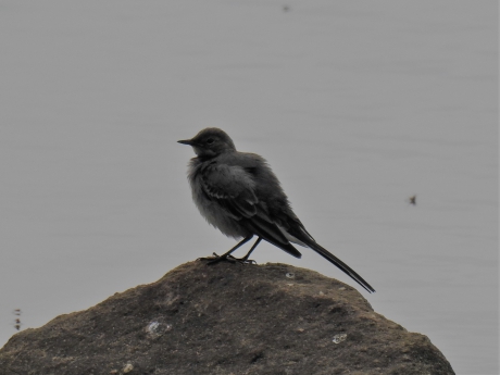 Juveniele witte kwikstaart