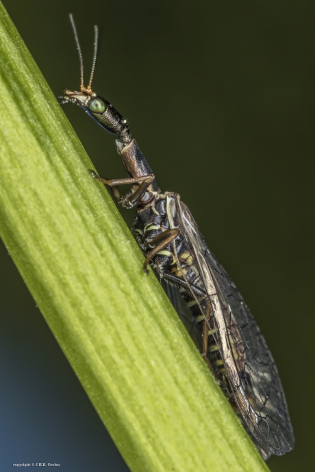 Kameelhalsvlieg (Xanthostigma xanthostigma)