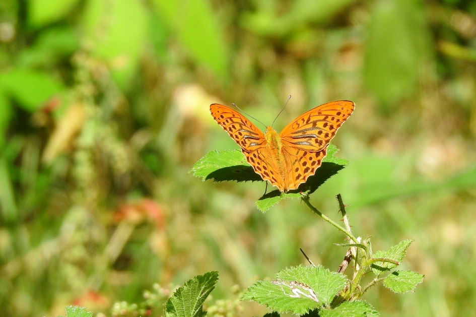 Keizerlijke come-back - Geleedpotigen - Keizersmantel