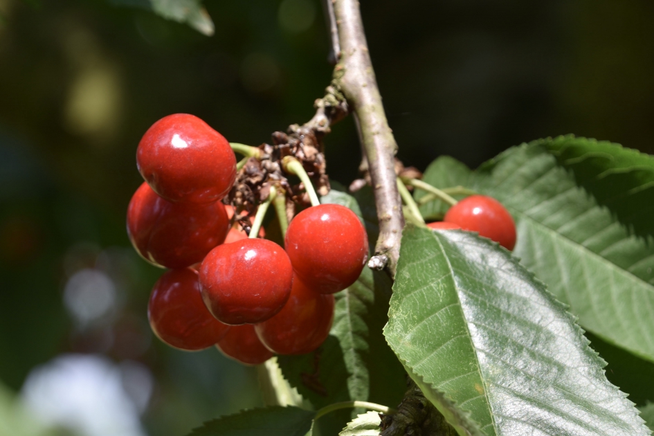 Kersentijd - Planten - 