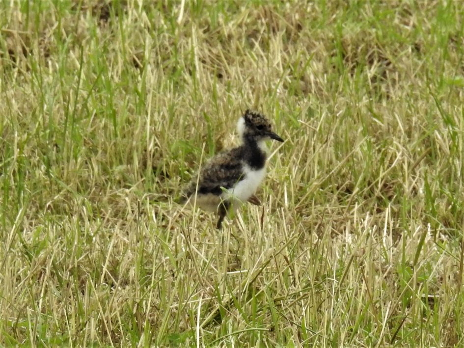 Kievitskuiken aan de wandel - Vogels - Kievit