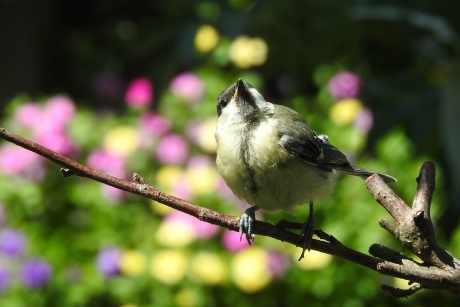 Kijk mij al eens groot zijn !!
