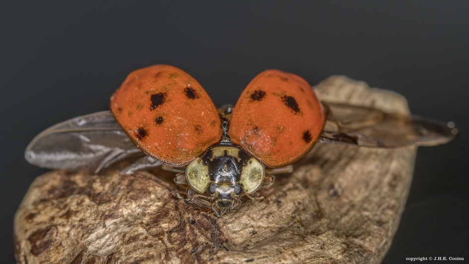 Klaar..... - Geleedpotigen - Aziatisch lieveheersbeestje