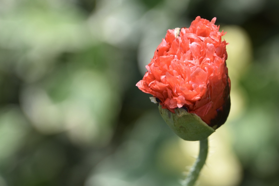 Klaproos - Planten - 