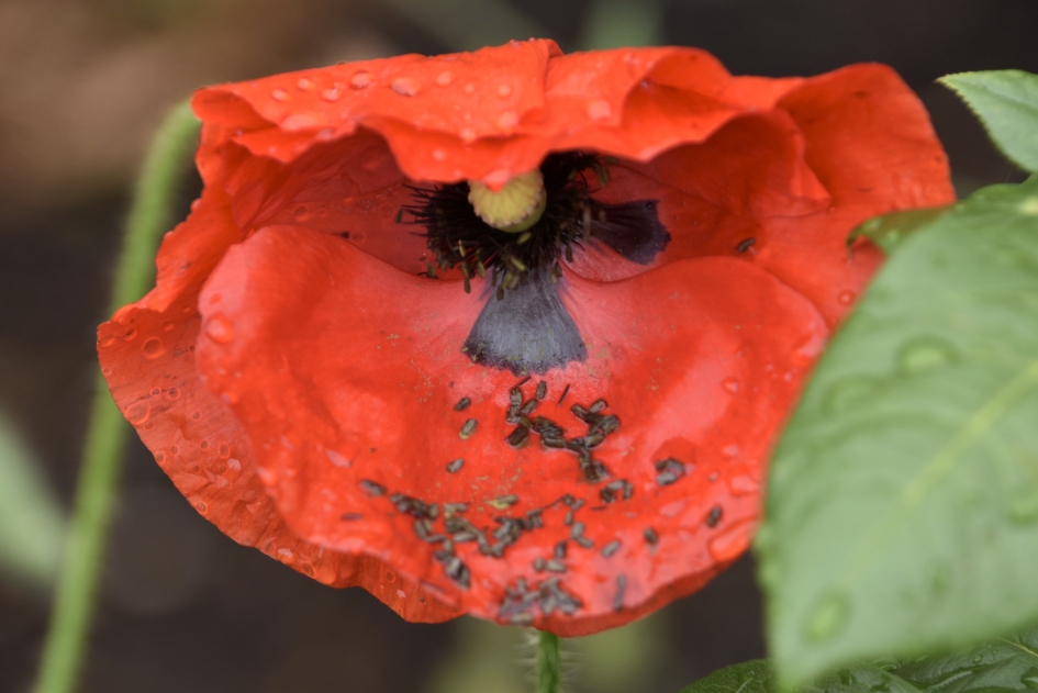 Klaproos, na een regenbui - Planten - 