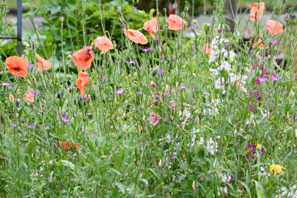 Klaprozen - Planten - 