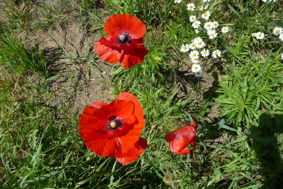 Klaprozen - Planten - 