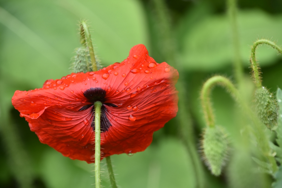 Klaprozen - Planten - 